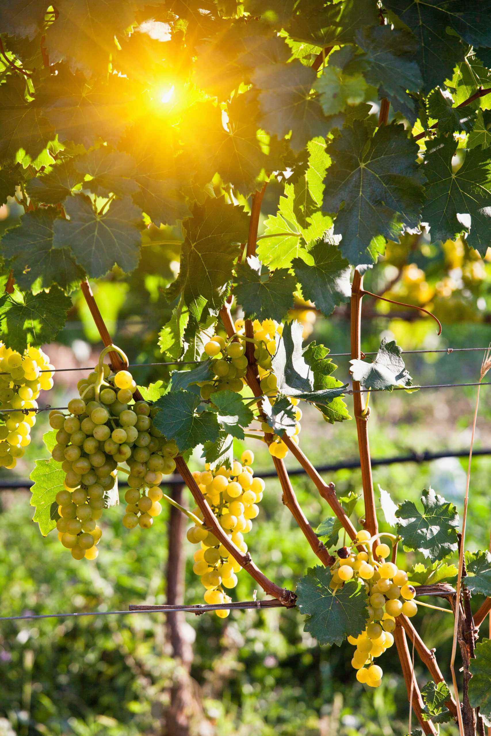 close-up-of-grapes-on-vine-in-vineyard