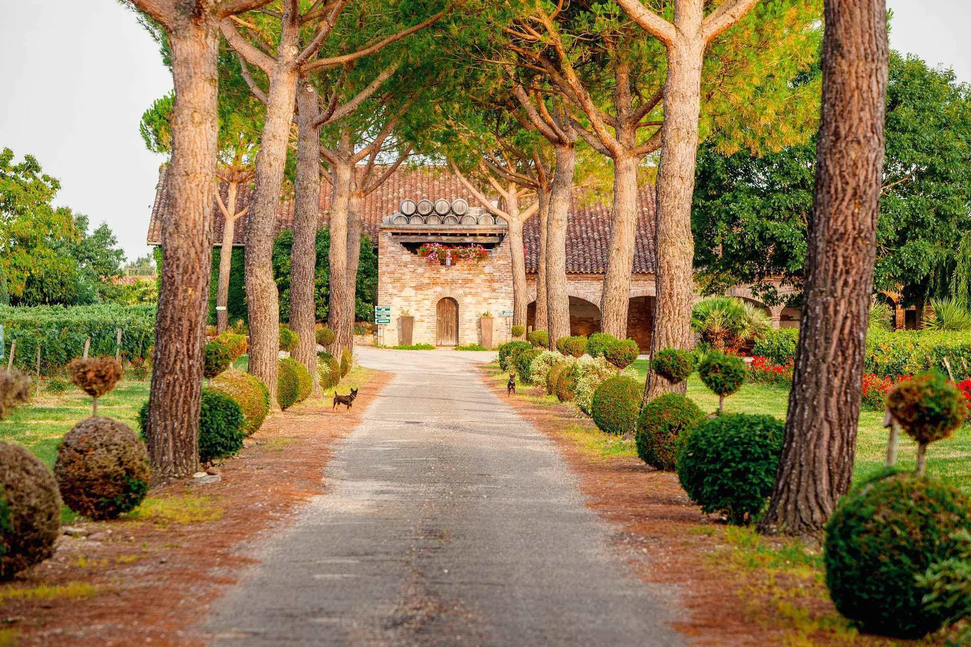 L'allée de pins qui mène au château