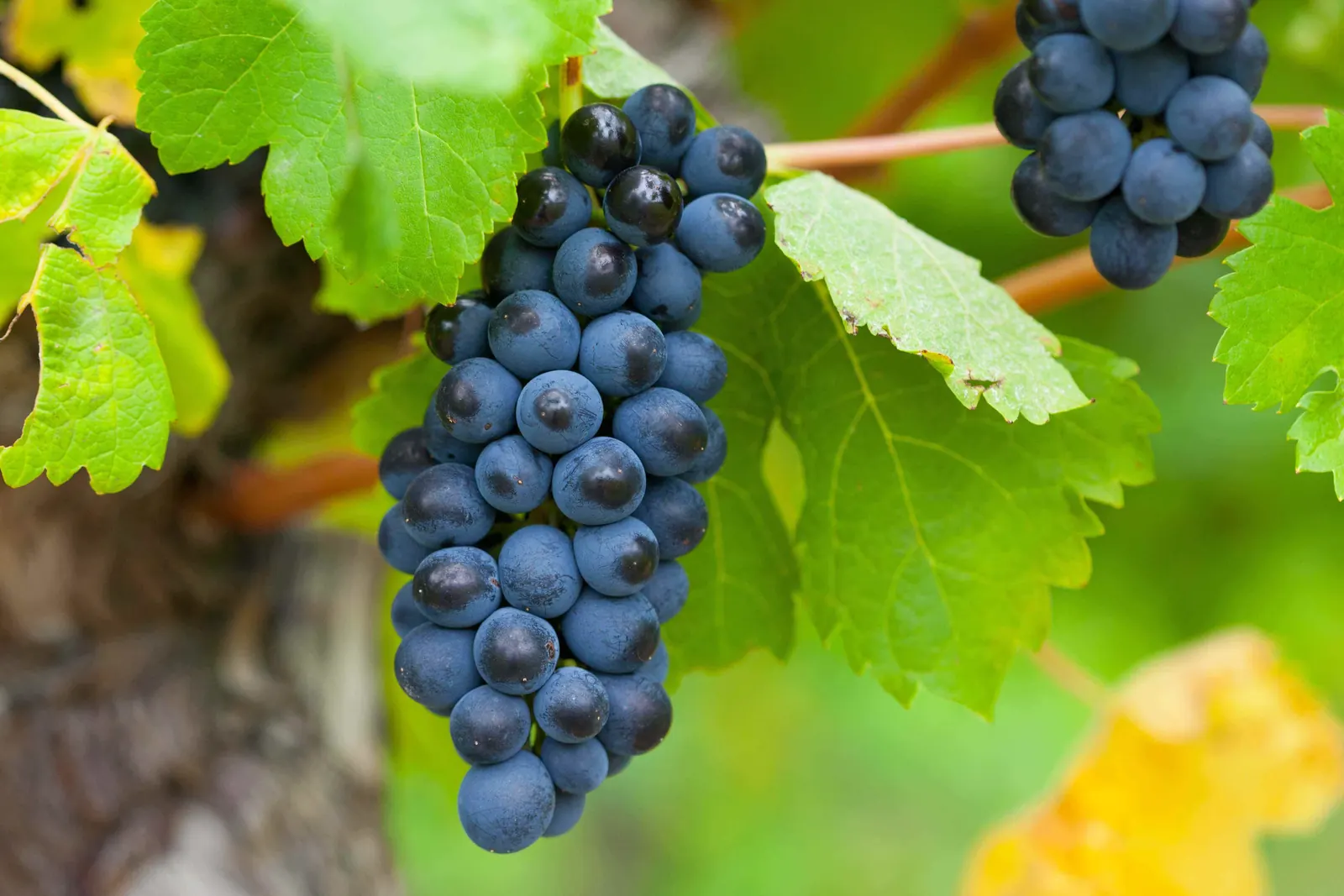 Une grappe de raisin noir mûr sur la vigne