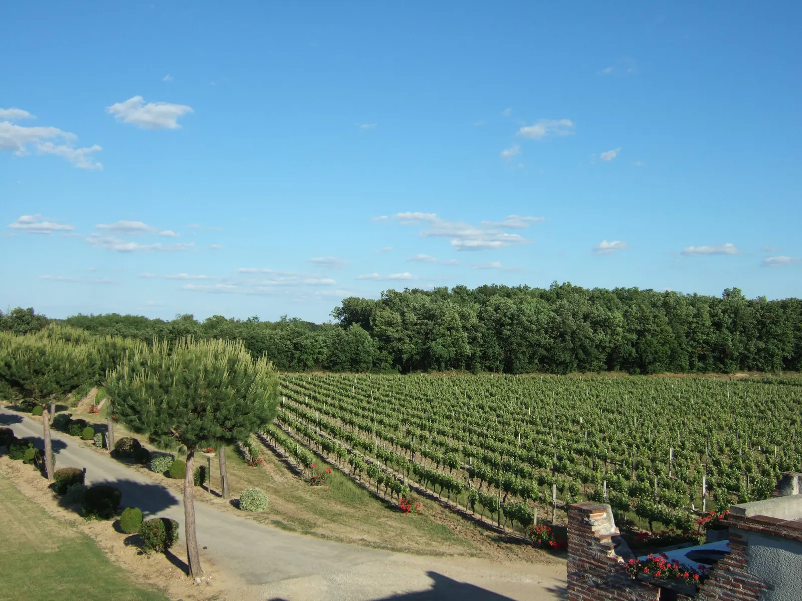 Les rangs de vigne du Château Saint Louis sous le ciel du Frontonnais