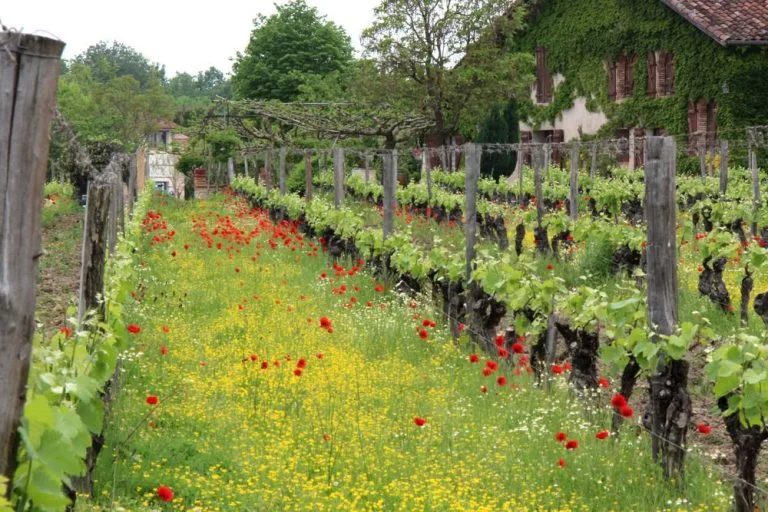 Vines of Château Saint Louis in AOC Fronton, south-west France