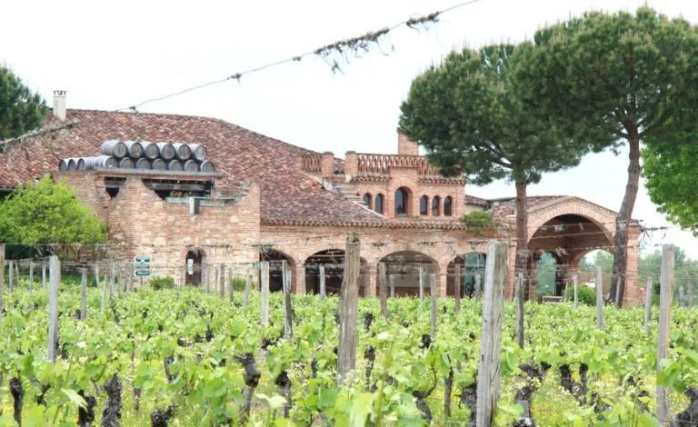 Vines of Château Saint Louis in AOC Fronton, south-west France