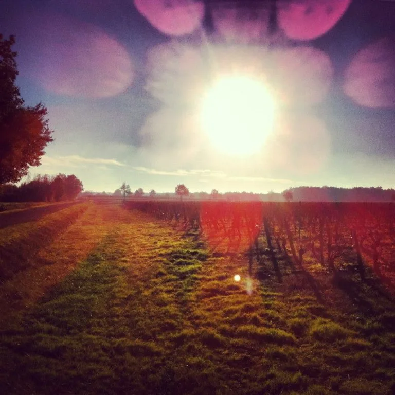 Vines of Château Saint Louis in AOC Fronton, south-west France