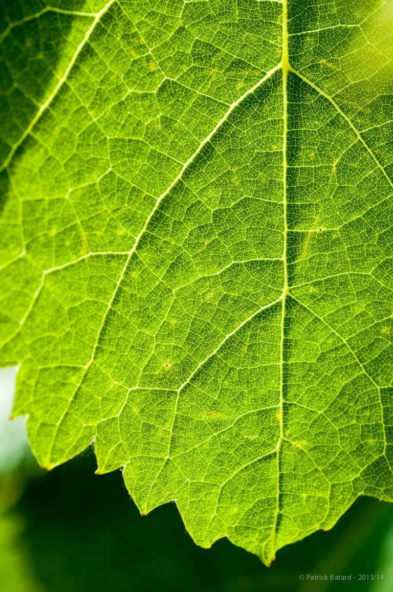 Vines of Château Saint Louis in AOC Fronton, south-west France