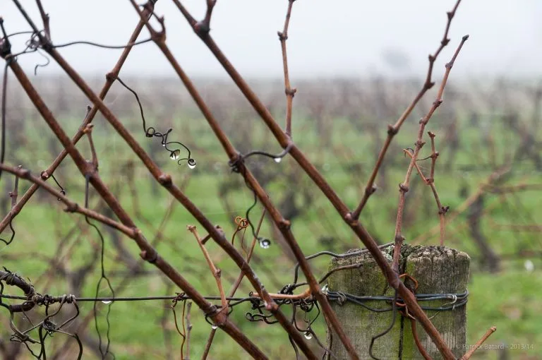 Vines of Château Saint Louis in AOC Fronton, south-west France