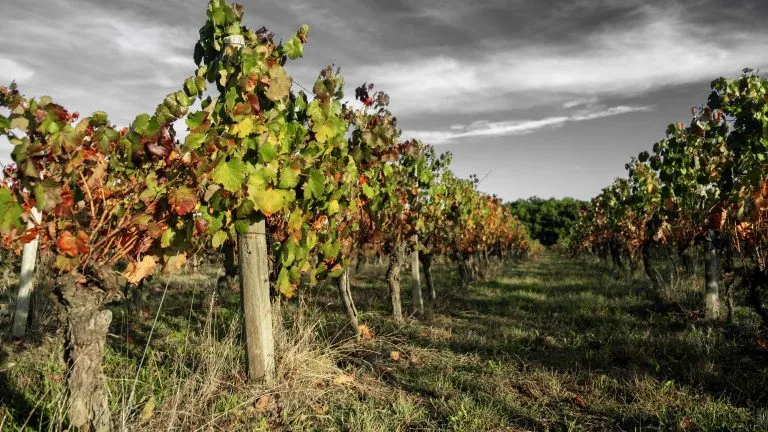 Vines of Château Saint Louis in AOC Fronton, south-west France