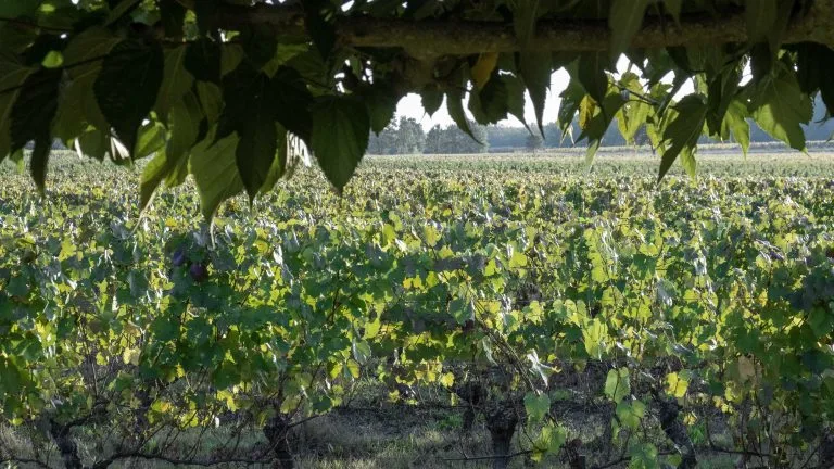 Vines of Château Saint Louis in AOC Fronton, south-west France
