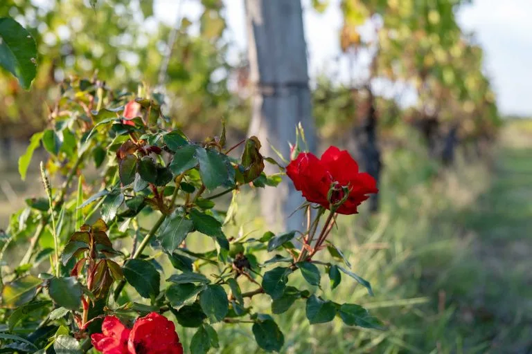 Vines of Château Saint Louis in AOC Fronton, south-west France