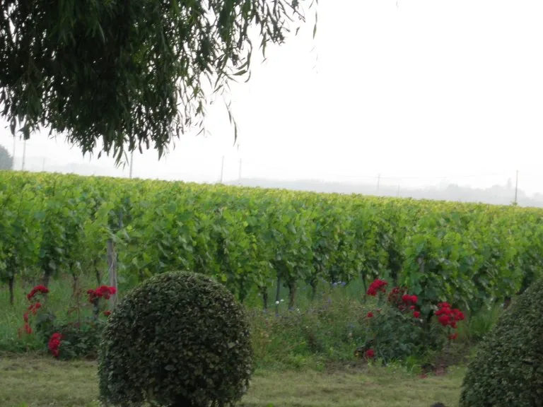 Vines of Château Saint Louis in AOC Fronton, south-west France