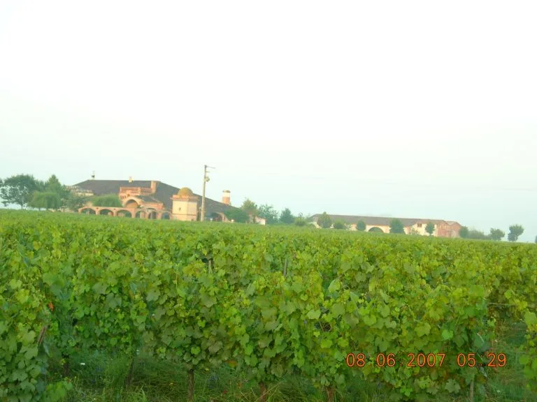 Vines of Château Saint Louis in AOC Fronton, south-west France