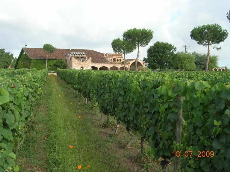 Vines of Château Saint Louis in AOC Fronton, south-west France