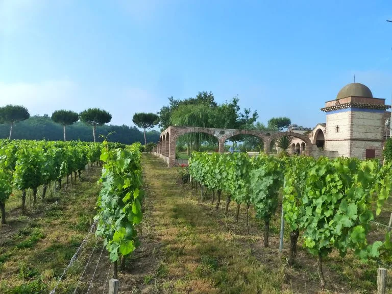Vines of Château Saint Louis in AOC Fronton, south-west France