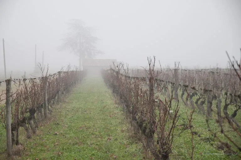Vines of Château Saint Louis in AOC Fronton, south-west France