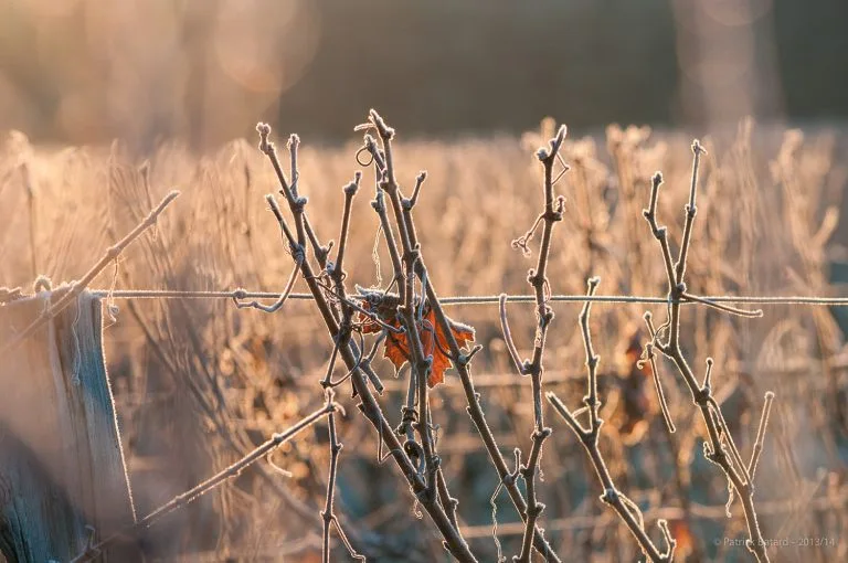 Vines of Château Saint Louis in AOC Fronton, south-west France