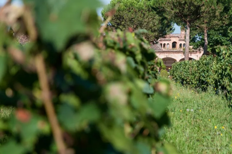Vines of Château Saint Louis in AOC Fronton, south-west France