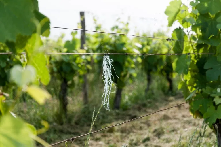 Vines of Château Saint Louis in AOC Fronton, south-west France