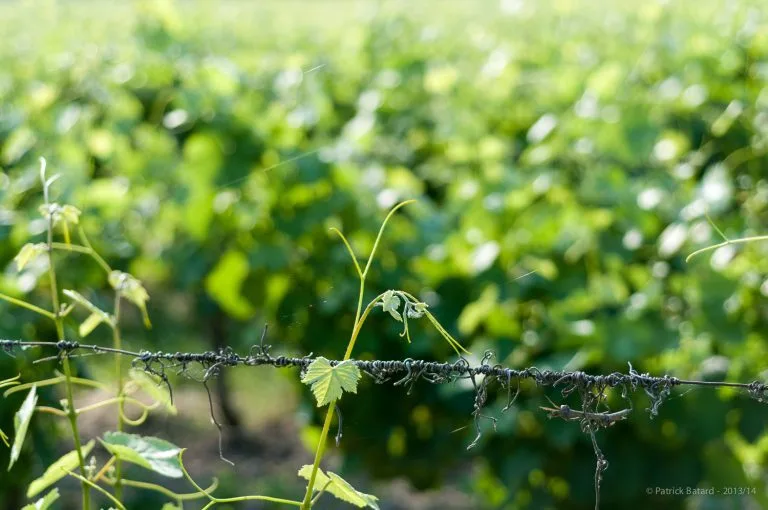 Vines of Château Saint Louis in AOC Fronton, south-west France