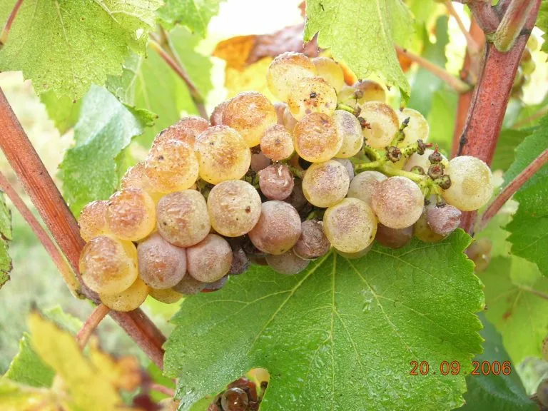 Vines of Château Saint Louis in AOC Fronton, south-west France
