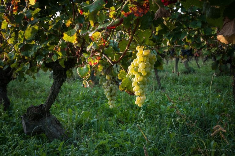 南西フランス、AOCフロントンのシャトー・サン・ルイのぶどう畑