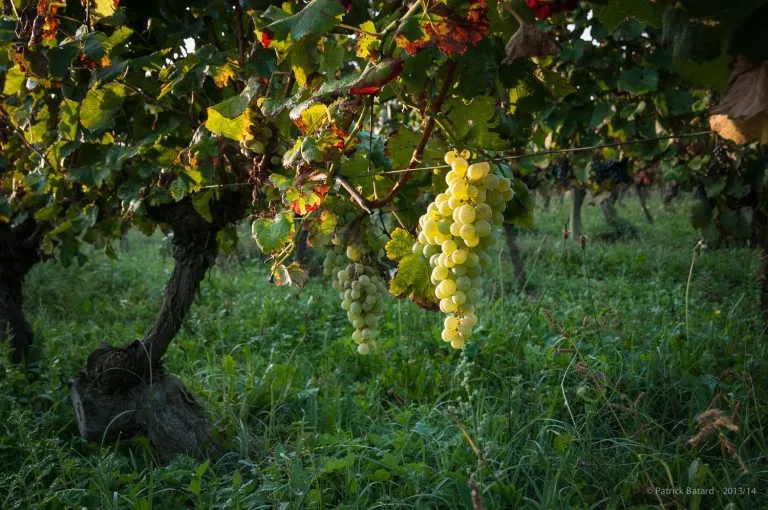 Vines of Château Saint Louis in AOC Fronton, south-west France