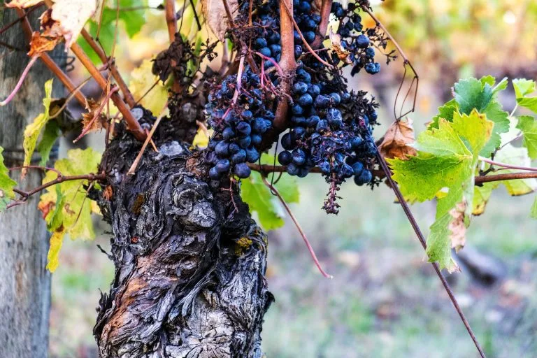 Vines of Château Saint Louis in AOC Fronton, south-west France