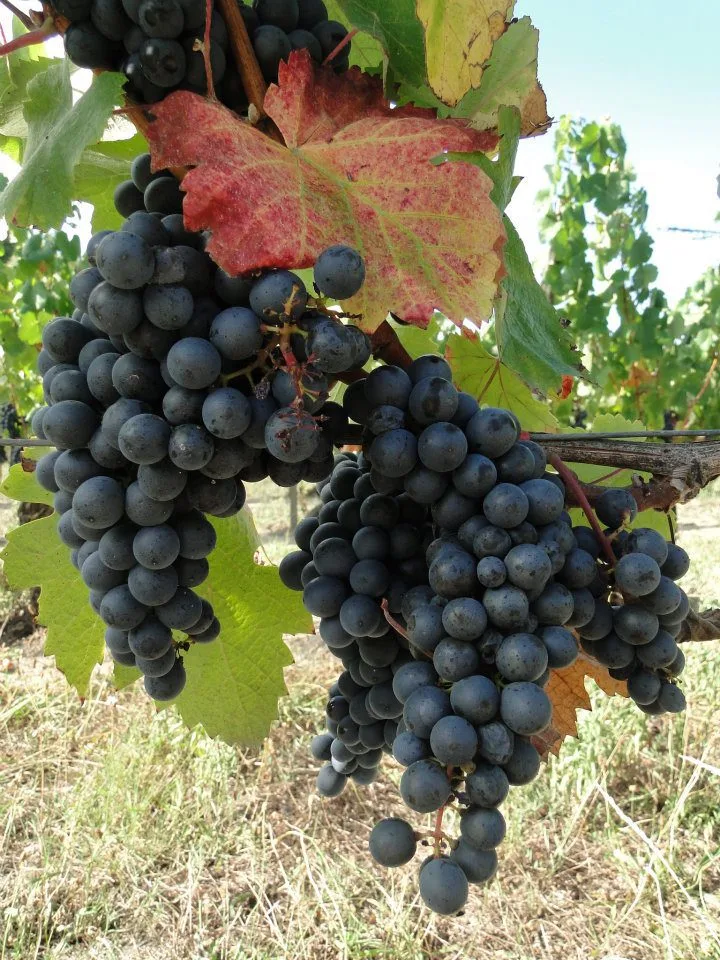 Vines of Château Saint Louis in AOC Fronton, south-west France