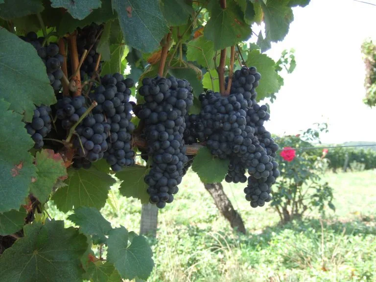 Vines of Château Saint Louis in AOC Fronton, south-west France