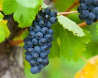 Grappe de raisin noir mûr sur la vigne