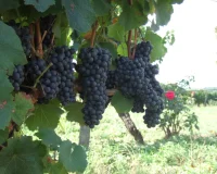 Grappes de raisin noir sur la vigne