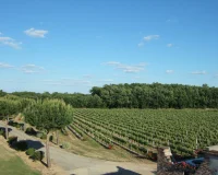 Les vignes du Château Saint Louis, dans l’appellation Fronton
